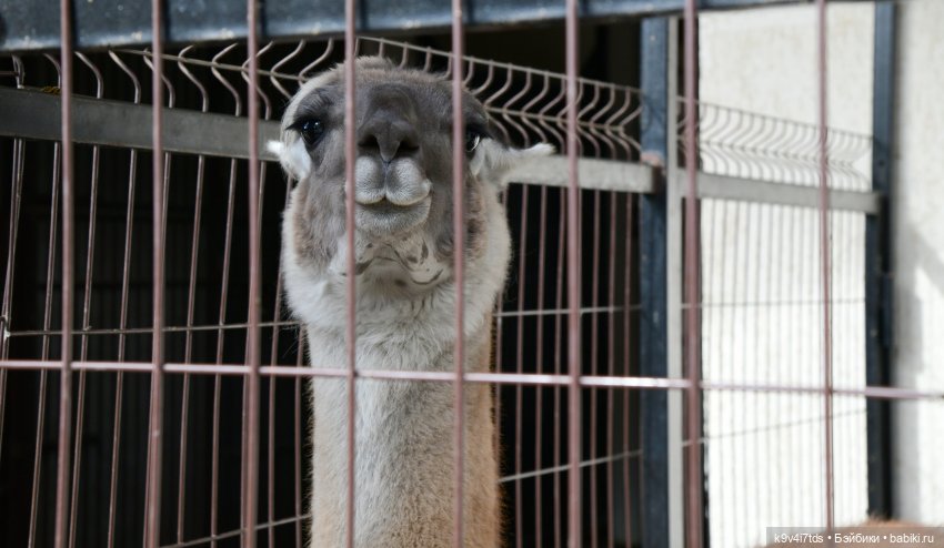 Иманины сказки, путешествие в Мармеладное Царство, заключительная часть