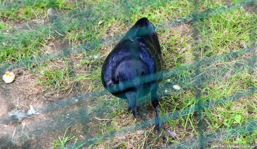 Иманины сказки, путешествие в Мармеладное Царство, заключительная часть