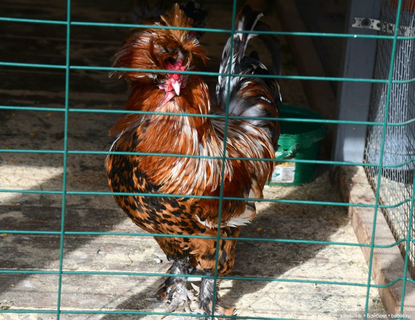 Иманины сказки, путешествие в Мармеладное Царство, заключительная часть