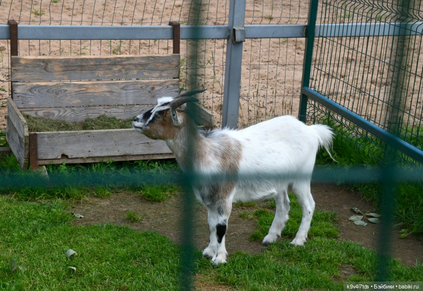 Иманины сказки, путешествие в Мармеладное Царство, заключительная часть
