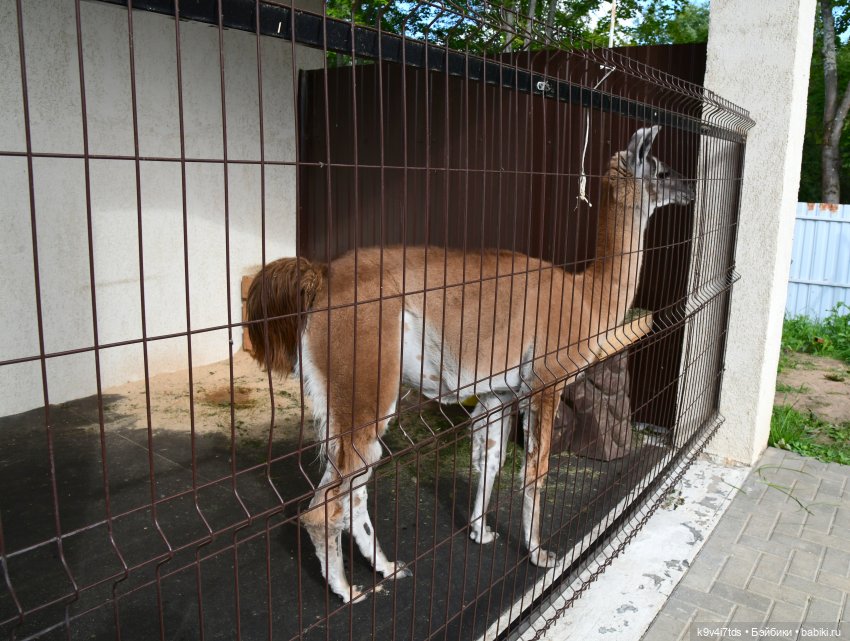 Иманины сказки, путешествие в Мармеладное Царство, заключительная часть