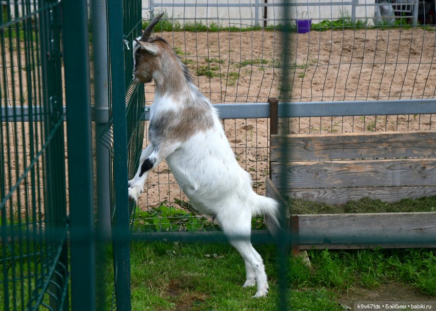 Иманины сказки, путешествие в Мармеладное Царство, заключительная часть