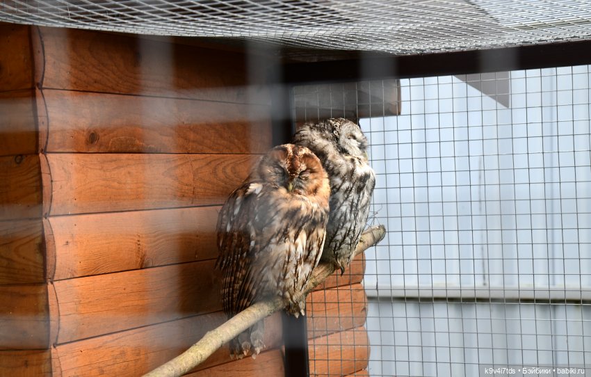 Иманины сказки, путешествие в Мармеладное Царство, заключительная часть