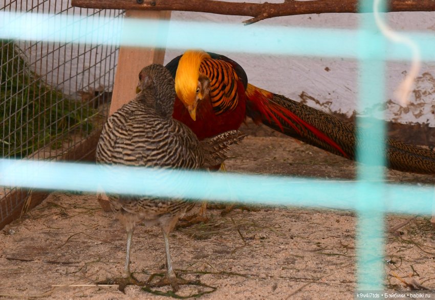 Иманины сказки, путешествие в Мармеладное Царство, заключительная часть