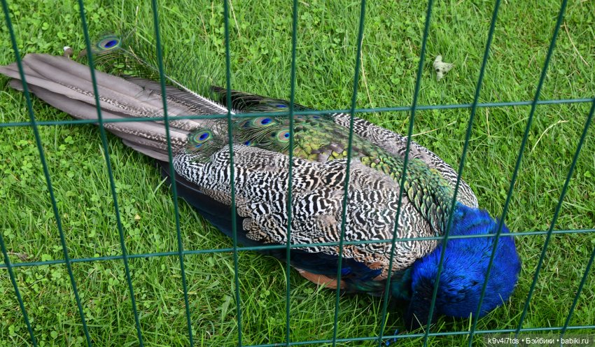 Иманины сказки, путешествие в Мармеладное Царство, заключительная часть