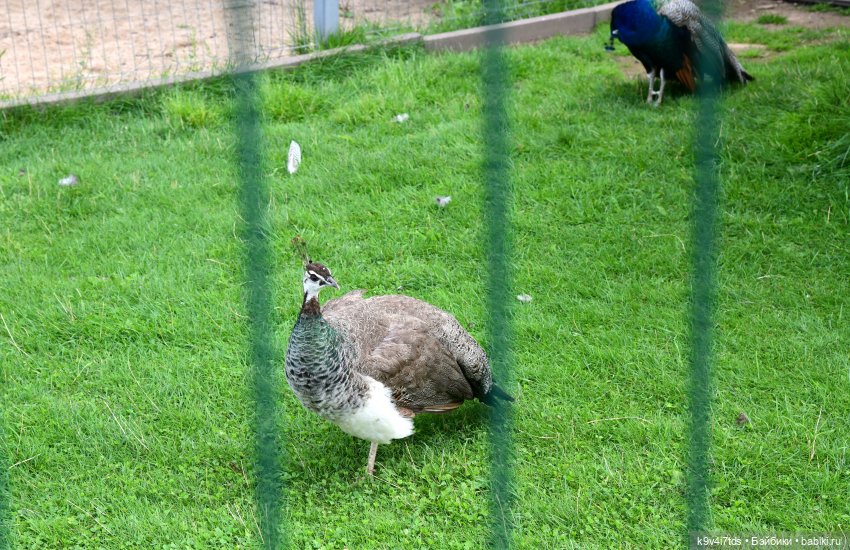 Иманины сказки, путешествие в Мармеладное Царство, заключительная часть