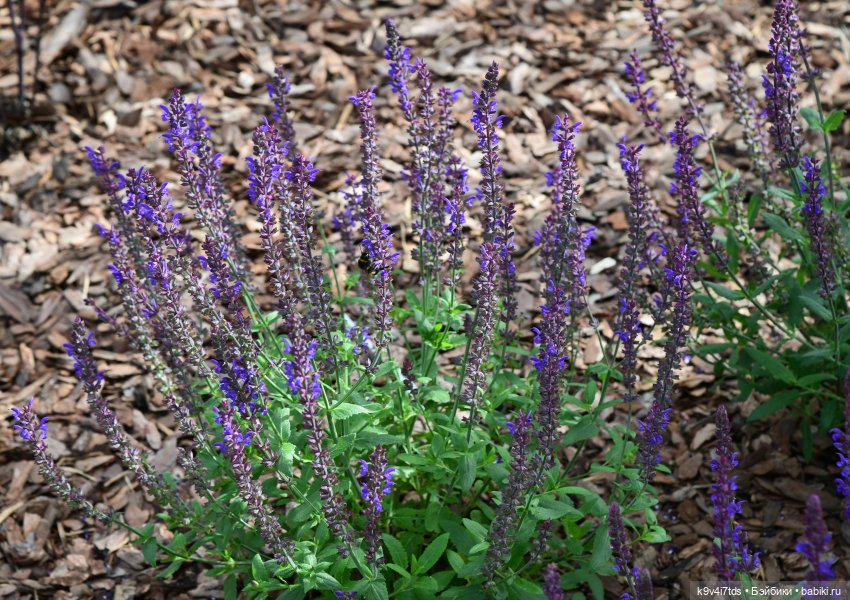 Иманины сказки, путешествие в Мармеладное Царство, заключительная часть