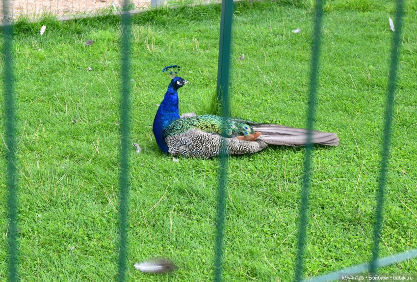 Иманины сказки, путешествие в Мармеладное Царство, заключительная часть