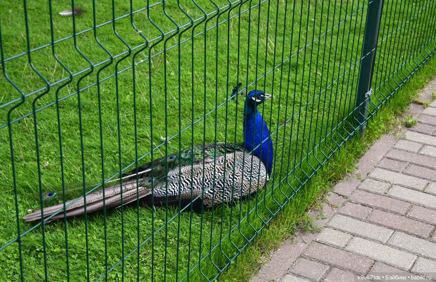 Иманины сказки, путешествие в Мармеладное Царство, заключительная часть