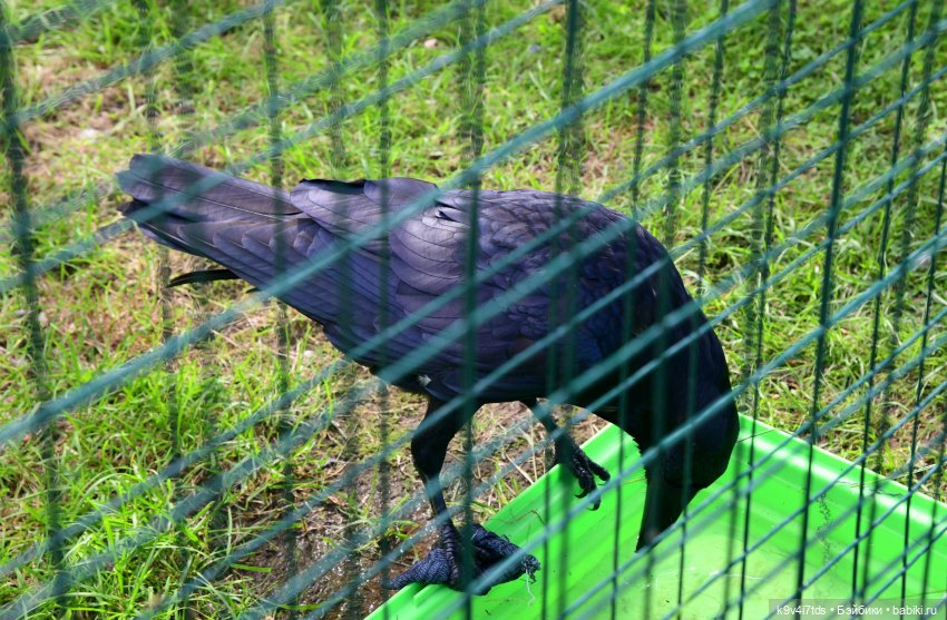 Иманины сказки, путешествие в Мармеладное Царство, заключительная часть