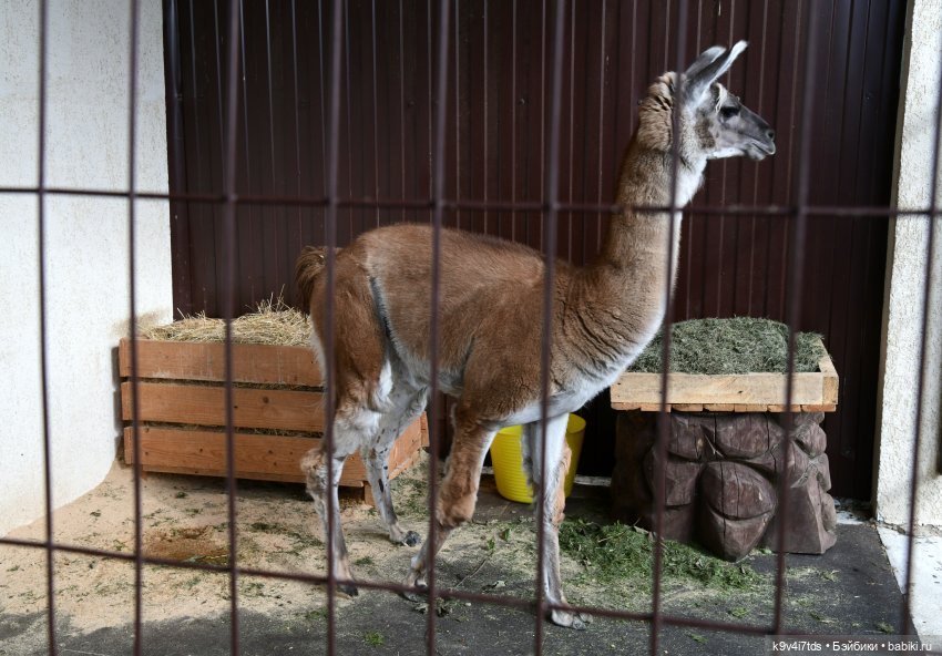 Иманины сказки, путешествие в Мармеладное Царство, заключительная часть