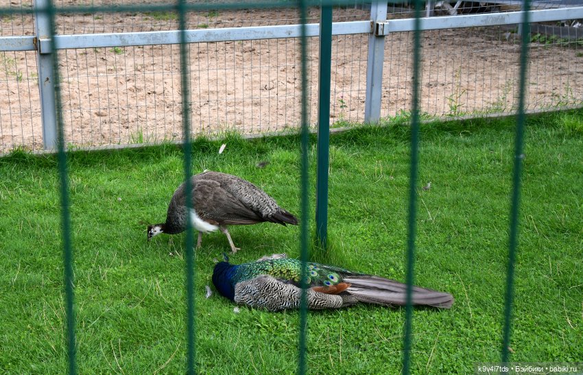 Иманины сказки, путешествие в Мармеладное Царство, заключительная часть