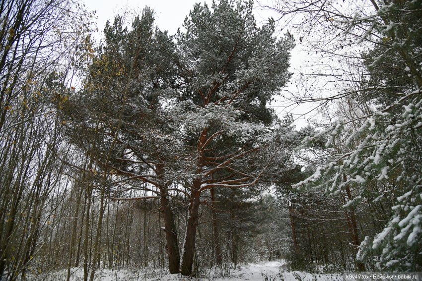 Репетиция зимы — Оригинальные куклы Blythe (Блайз): Takara