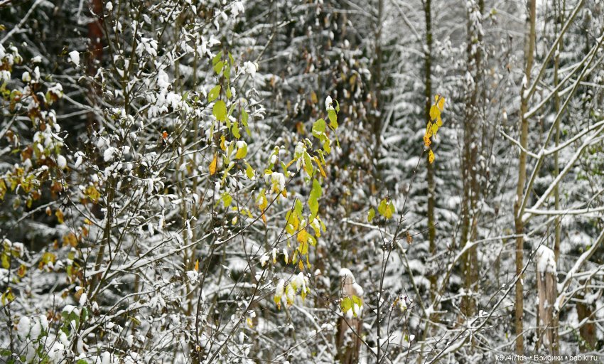 Репетиция зимы — Оригинальные куклы Blythe (Блайз): Takara (фото 3)