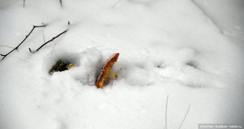 Репетиция зимы — Оригинальные куклы Blythe (Блайз): Takara