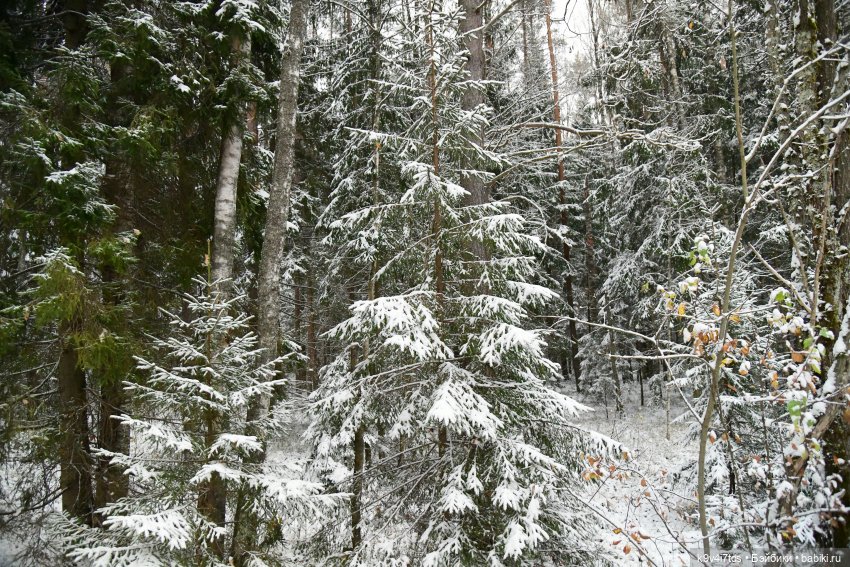 Репетиция зимы — Оригинальные куклы Blythe (Блайз): Takara (фото 9)