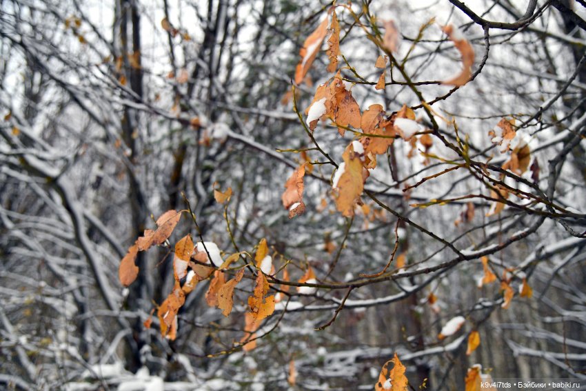 Репетиция зимы — Оригинальные куклы Blythe (Блайз): Takara