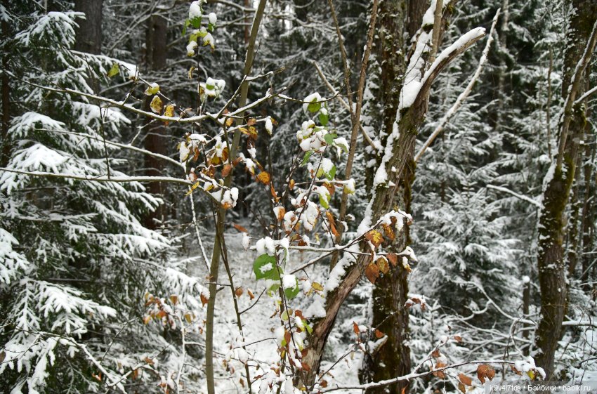 Репетиция зимы — Оригинальные куклы Blythe (Блайз): Takara (фото 5)