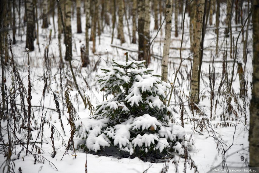 Репетиция зимы — Оригинальные куклы Blythe (Блайз): Takara