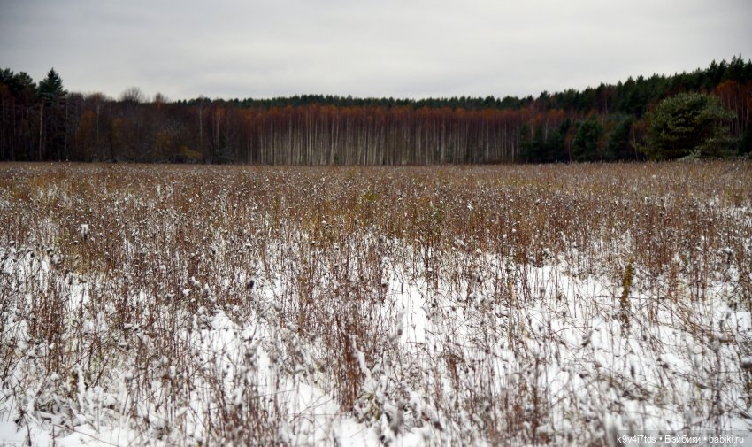 Репетиция зимы — Оригинальные куклы Blythe (Блайз): Takara