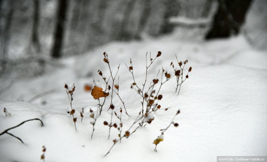 Репетиция зимы — Оригинальные куклы Blythe (Блайз): Takara