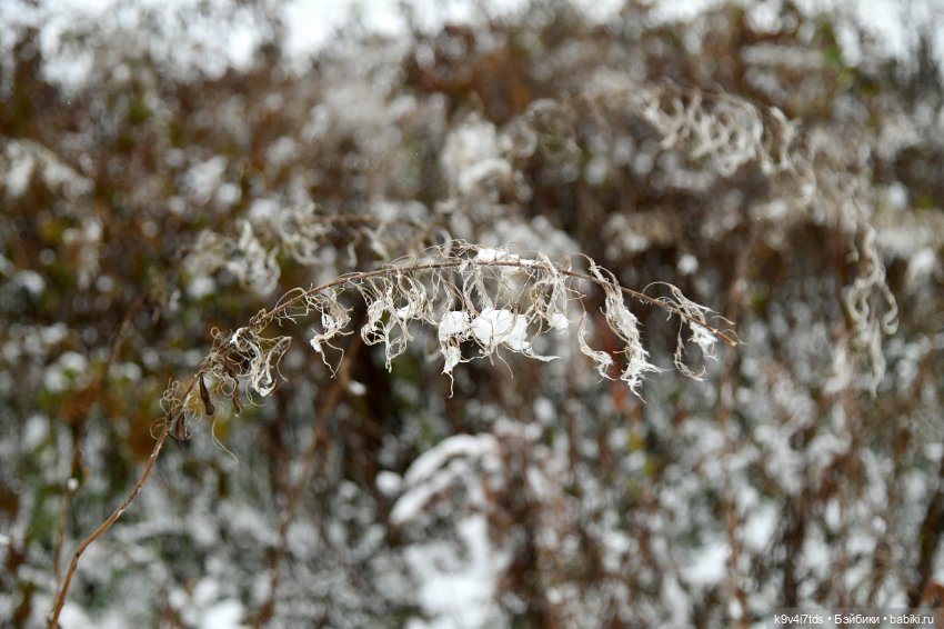 Репетиция зимы — Оригинальные куклы Blythe (Блайз): Takara