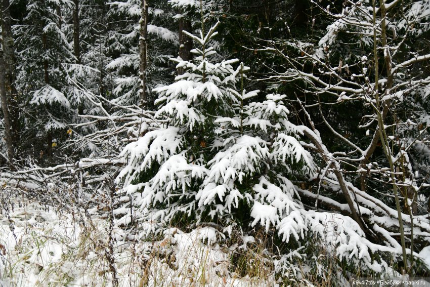 Репетиция зимы — Оригинальные куклы Blythe (Блайз): Takara (фото 4)