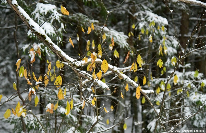 Репетиция зимы — Оригинальные куклы Blythe (Блайз): Takara (фото 10)