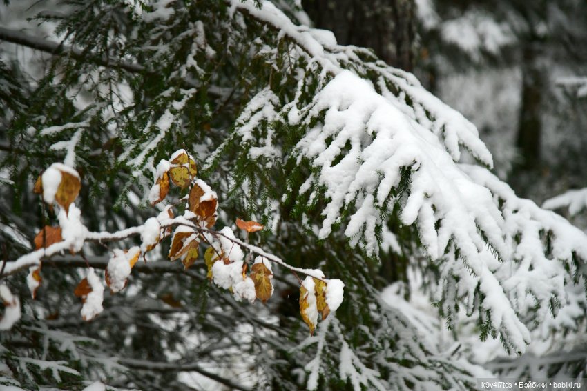 Репетиция зимы — Оригинальные куклы Blythe (Блайз): Takara (фото 8)