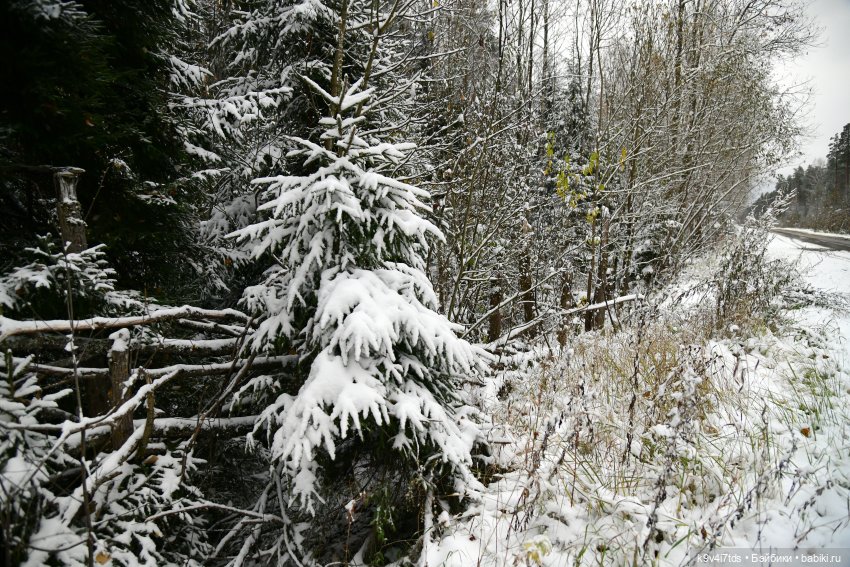 Репетиция зимы — Оригинальные куклы Blythe (Блайз): Takara