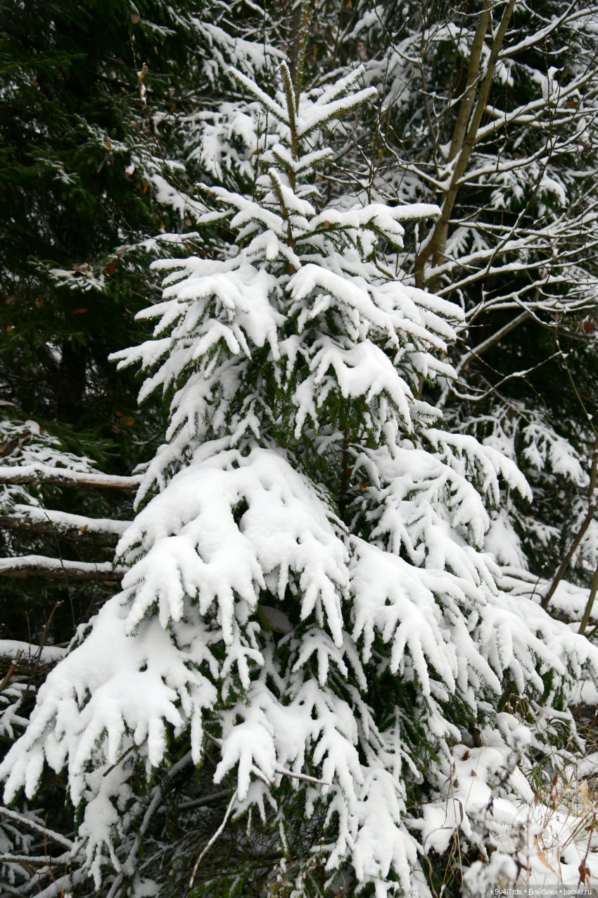 Репетиция зимы — Оригинальные куклы Blythe (Блайз): Takara (фото 2)