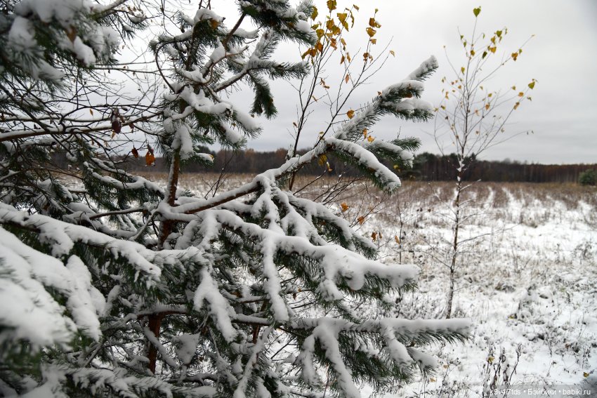 Репетиция зимы — Оригинальные куклы Blythe (Блайз): Takara