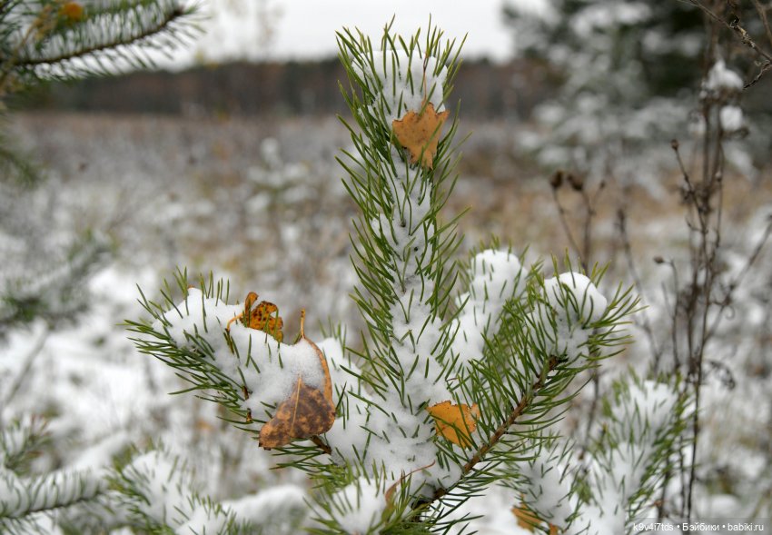 Репетиция зимы — Оригинальные куклы Blythe (Блайз): Takara