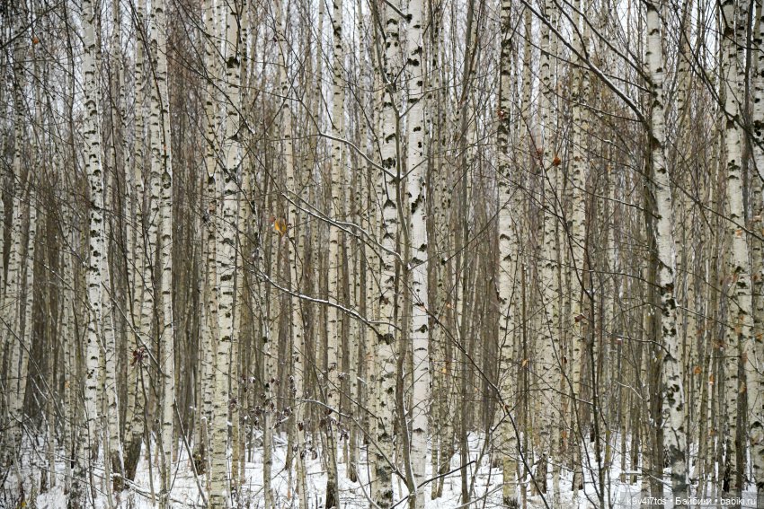 Репетиция зимы — Оригинальные куклы Blythe (Блайз): Takara