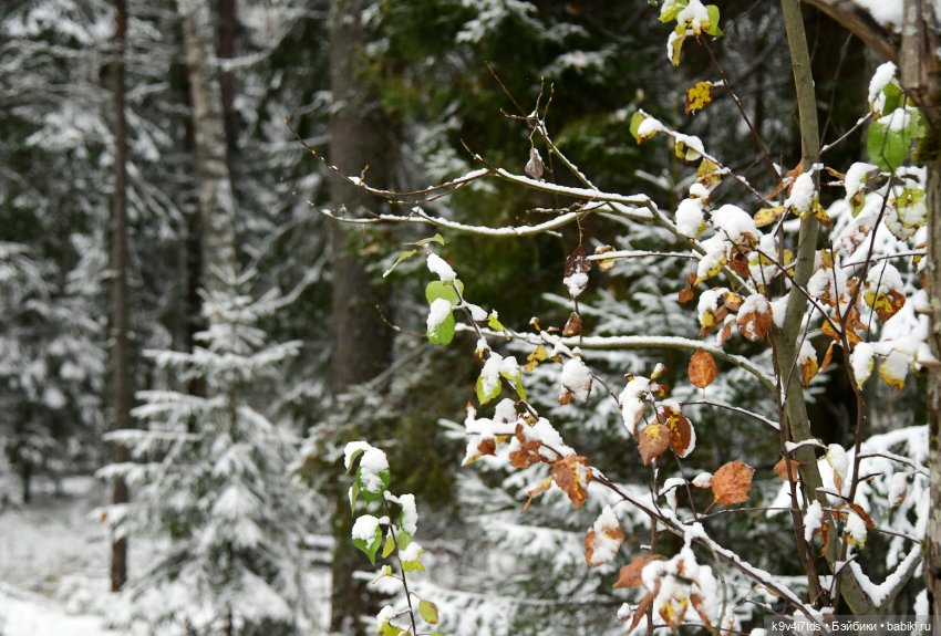 Репетиция зимы — Оригинальные куклы Blythe (Блайз): Takara (фото 7)