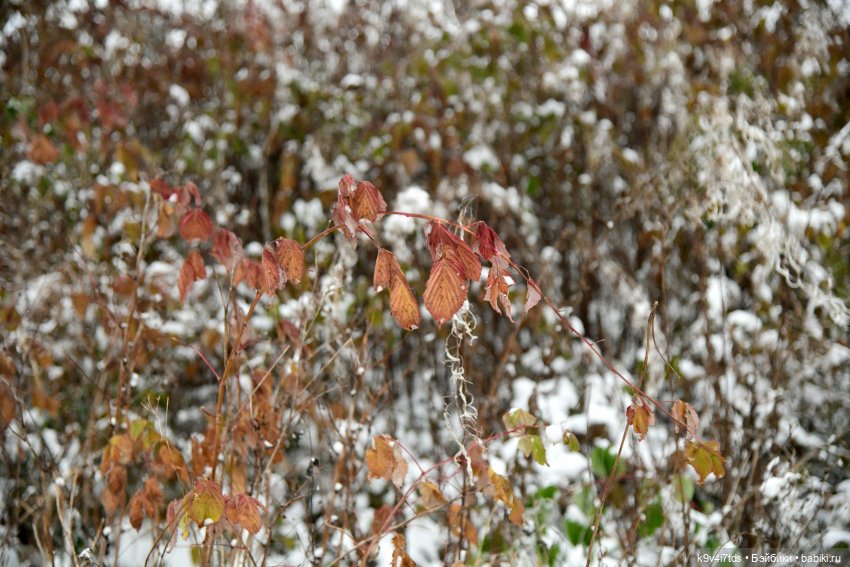 Репетиция зимы — Оригинальные куклы Blythe (Блайз): Takara