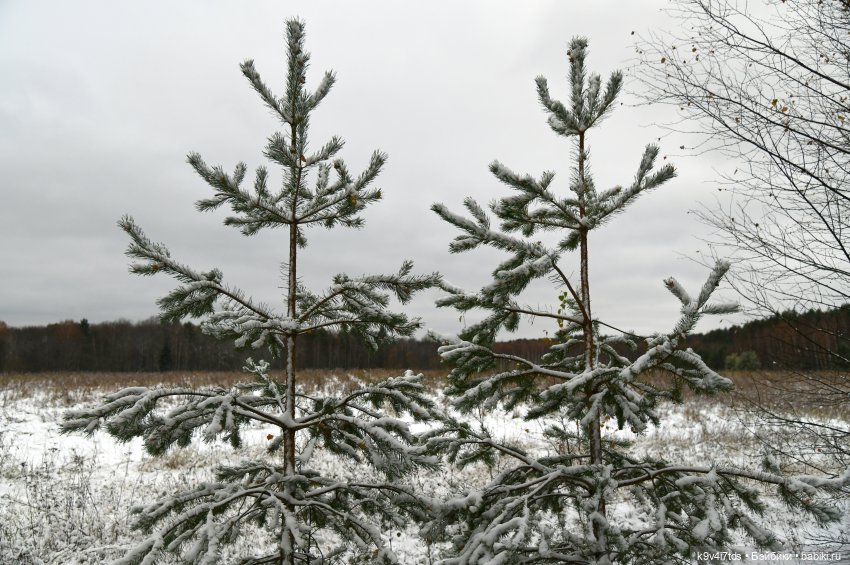 Репетиция зимы — Оригинальные куклы Blythe (Блайз): Takara