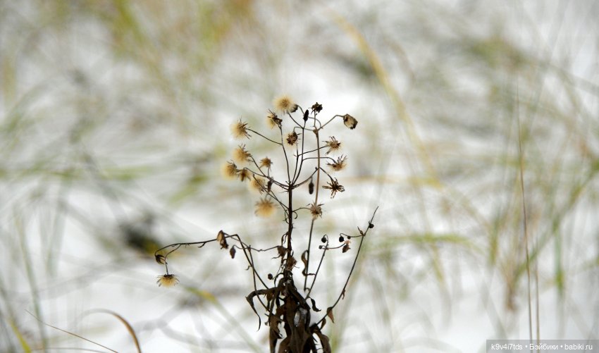 Репетиция зимы — Оригинальные куклы Blythe (Блайз): Takara