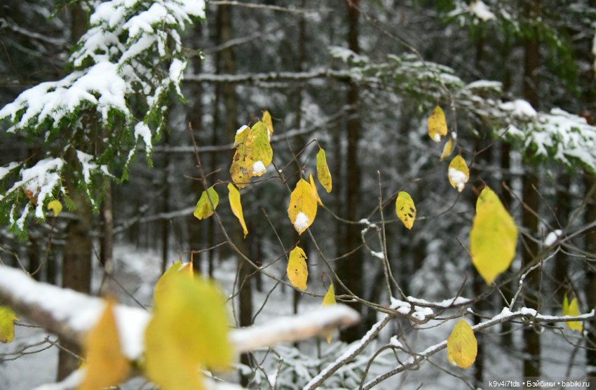 Репетиция зимы — Оригинальные куклы Blythe (Блайз): Takara