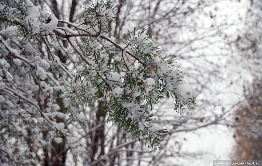 Репетиция зимы — Оригинальные куклы Blythe (Блайз): Takara