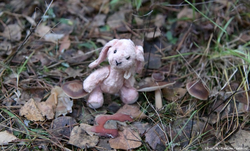 Ноябрьский день в сосновом бору