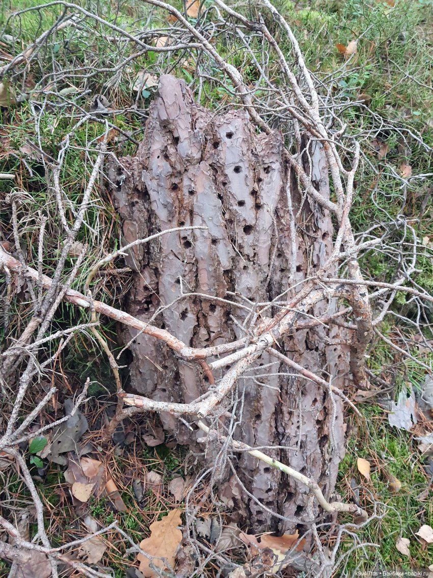 Ноябрьский день в сосновом бору