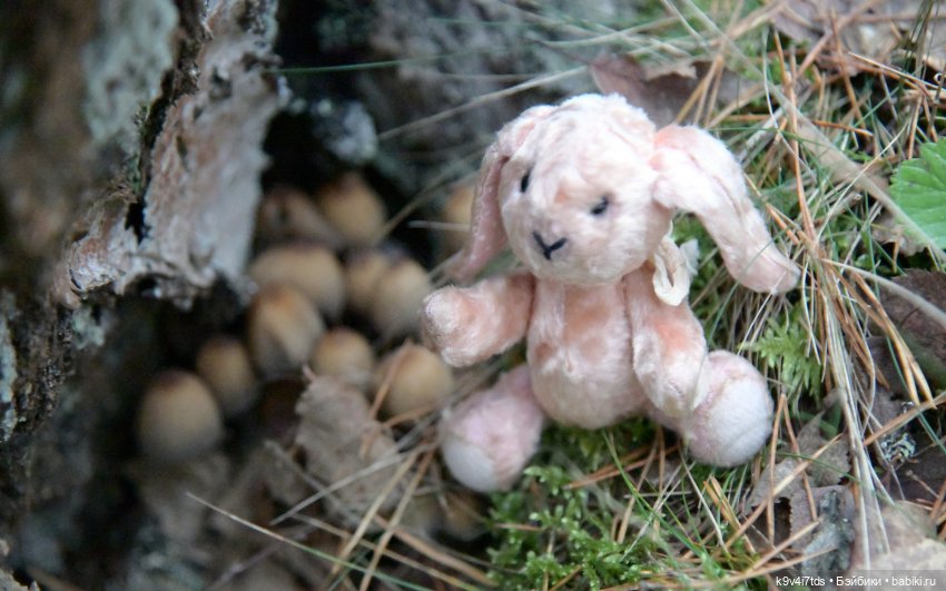 Ноябрьский день в сосновом бору