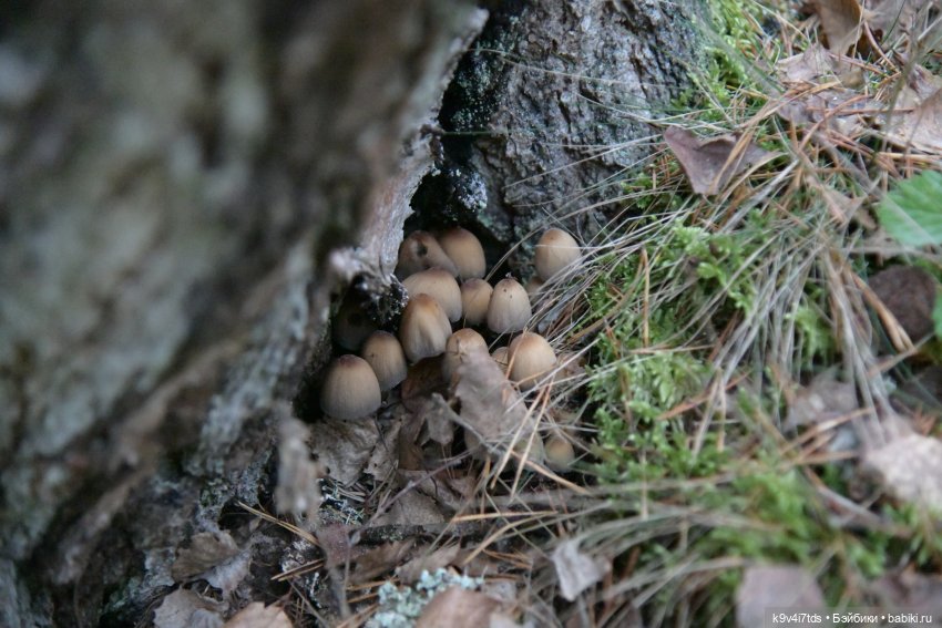 Ноябрьский день в сосновом бору