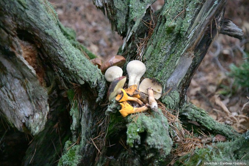 Ноябрьский день в сосновом бору