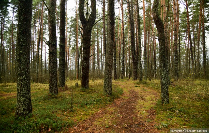 Ноябрь в "Беседах" | Бэйбики Ноябрь в "Беседах" — Антикварные куклы Simon & Halbig (S&H): Симон Хальбиг