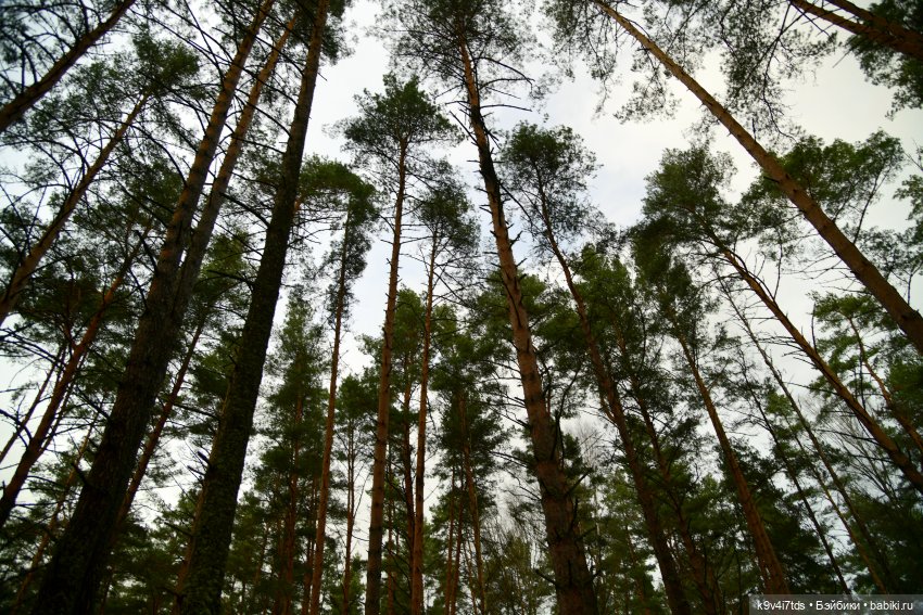 Ноябрь в "Беседах" | Бэйбики Ноябрь в "Беседах" — Антикварные куклы Simon & Halbig (S&H): Симон Хальбиг (фото 2)