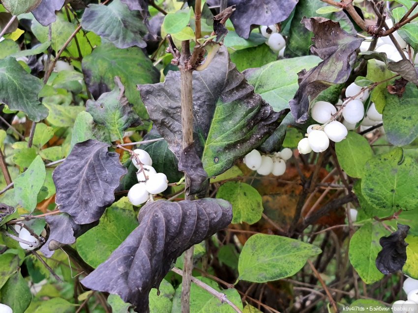 Московская осень — Куклы Irrealdoll (Ирреалдолл): BJD (БЖД)