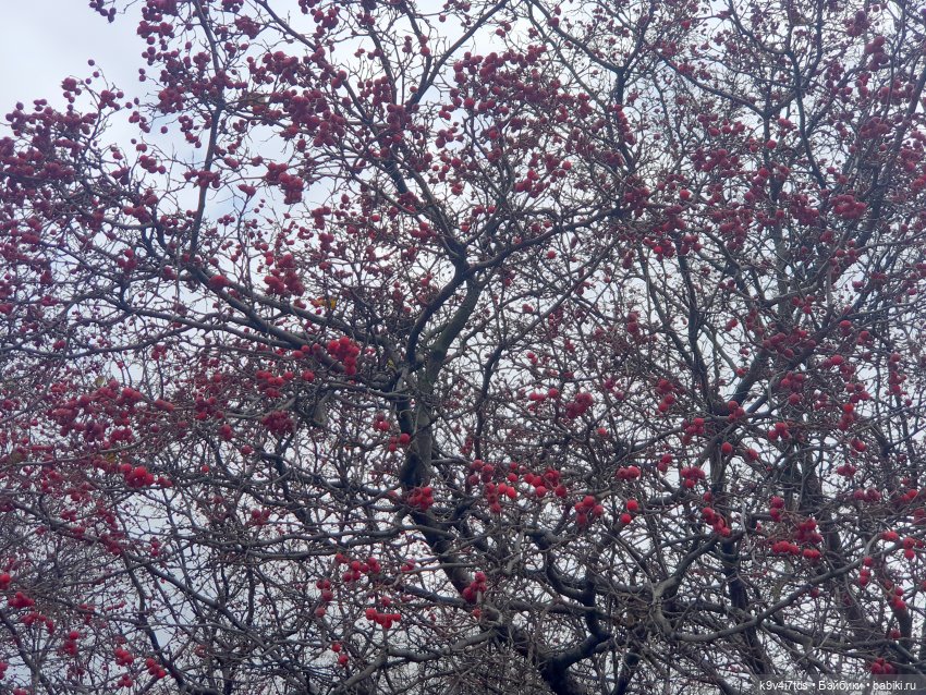 Московская осень — Куклы Irrealdoll (Ирреалдолл): BJD (БЖД)