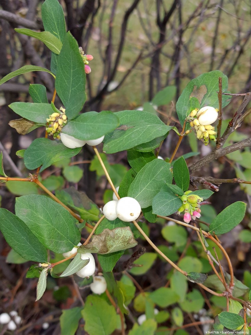 Московская осень — Куклы Irrealdoll (Ирреалдолл): BJD (БЖД) (фото 8)